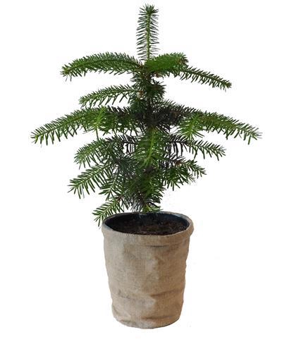 <h4>ABIES NORDMANNIANA p15 jute</h4>