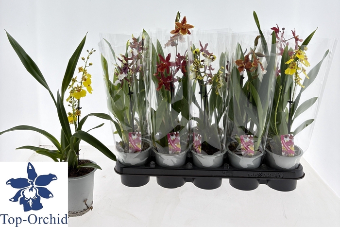 <h4>ORCHIDEEEN GEM</h4>