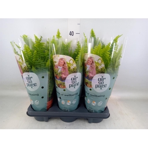 Nephrolepis exal. 'Green Lady'