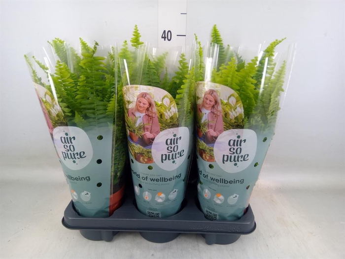 <h4>Nephrolepis exal. 'Green Lady'</h4>