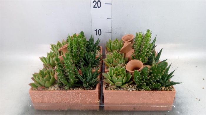 <h4>Arr.  Cactus L%</h4>