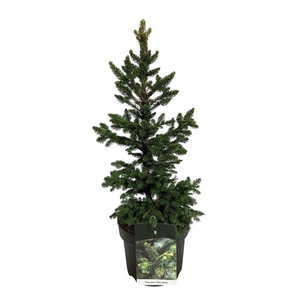 Picea abies 'Will's Zwerg'