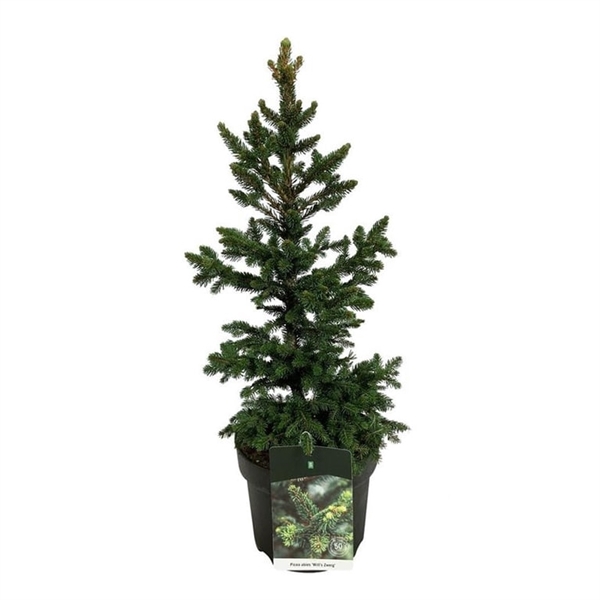 <h4>Picea abies 'Will's Zwerg'</h4>