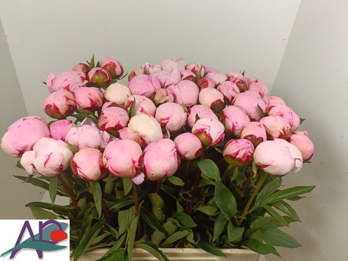 <h4>PAEO L GARDENIA</h4>
