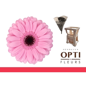 Germini Talent Water