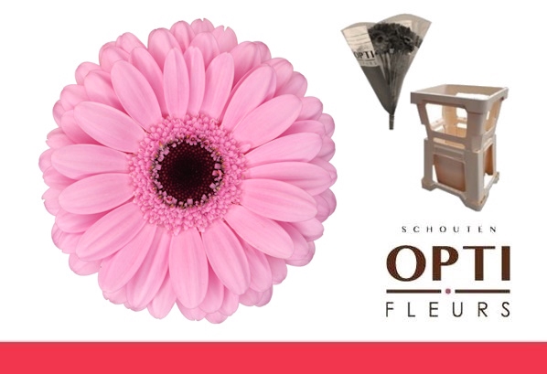 <h4>Germini Talent Water</h4>