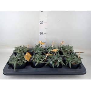 Crassula  'Kraaiepootje'