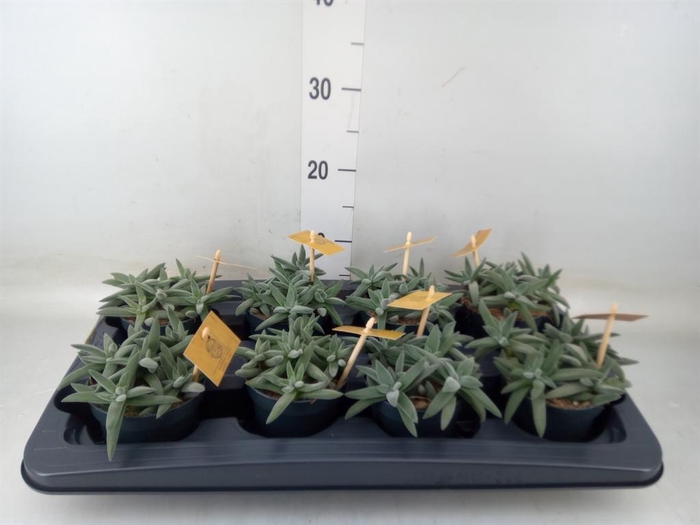 <h4>Crassula  'Kraaiepootje'</h4>