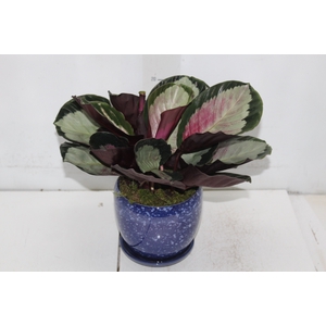 COQ. PLANTAS ORN. T4