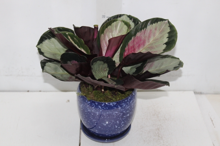 <h4>COQ. PLANTAS ORN. T4</h4>