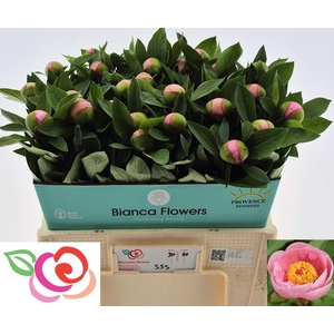 PAEO S SALMON SAUCER