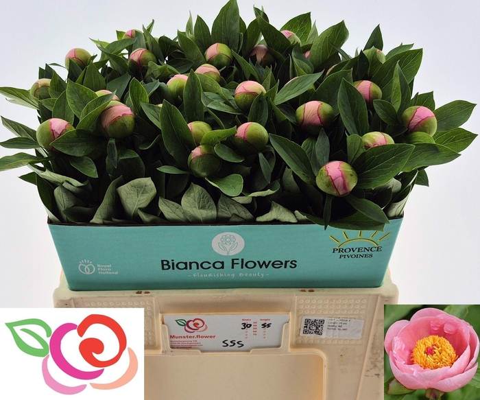 <h4>PAEO S SALMON SAUCER</h4>