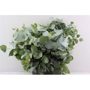 Euca Cinerea Short 150gr P Bunch