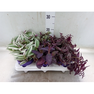 Tradescantia   ...mix