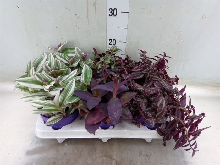 <h4>Tradescantia   ...mix</h4>