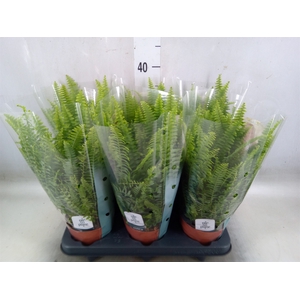 Nephrolepis exal. 'Green Lady'