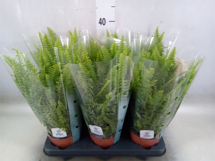 <h4>Nephrolepis exal. 'Green Lady'</h4>