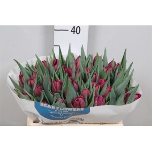 Tu Du Alison Bradley