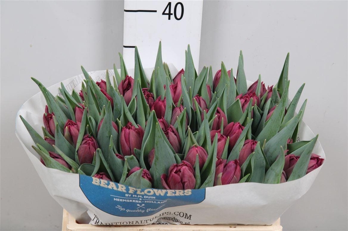 <h4>Tu Du Alison Bradley</h4>