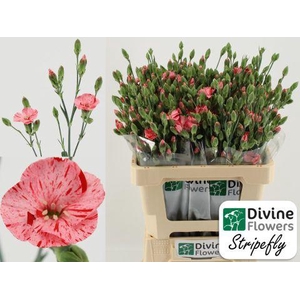 Di Solandis Stripefly Divine