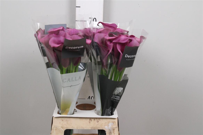 <h4>Zant Durban</h4>