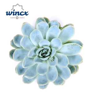 Echeveria Zonnestraal Cutflower Wincx-10cm