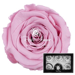 Lplus Pin06