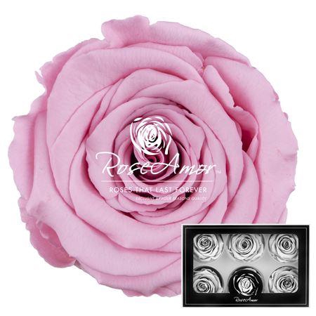 <h4>Lplus Pin06</h4>