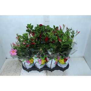 DIPLADENIA P15