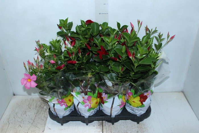 <h4>DIPLADENIA P15</h4>