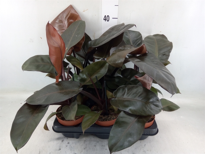 <h4>Philodendron   ...</h4>