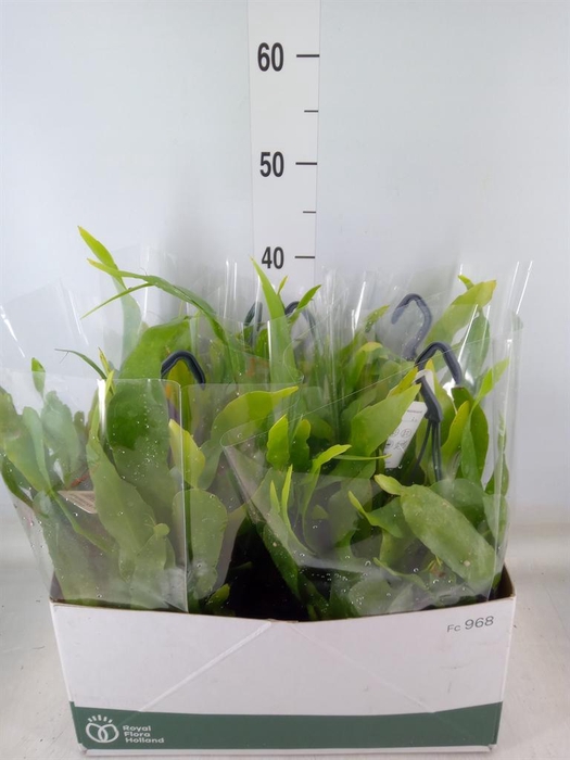 <h4>Epiphyllum   ...</h4>