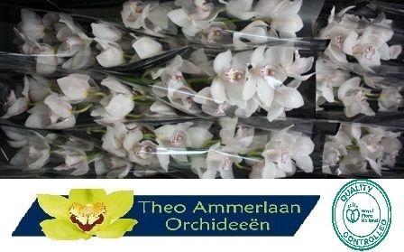 <h4>Snowbird 60</h4>