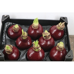 Hippeastrum Wax Red Bordeaux x8