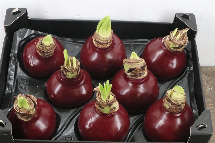 <h4>HIPPEASTRUM WAXED BURGUNDY</h4>