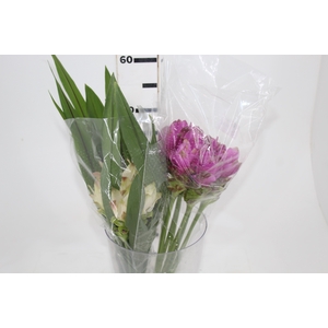 CURCUMA