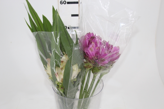 <h4>CURCUMA</h4>