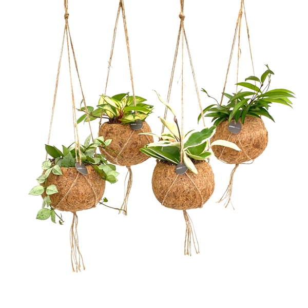 <h4>Kokodama 12 cm Hanging mix</h4>