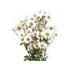 CRISANTEMO SANTINI DESMONT 070 CM
