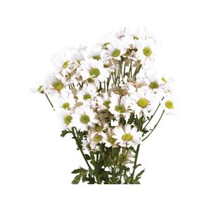 CRISANTEMO SANTINI DESMONT 070 CM