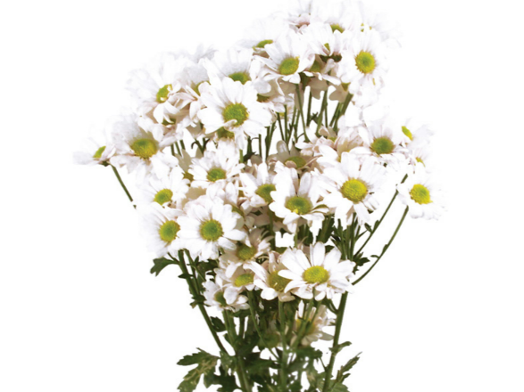 <h4>CRISANTEMO SANTINI DESMONT 070 CM</h4>