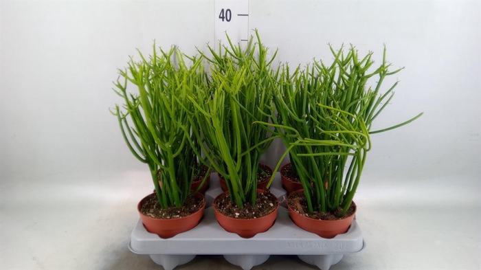 <h4>Euphorbia tirucalli</h4>