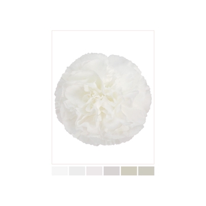 DI ST WHITE POLAR ROUTE