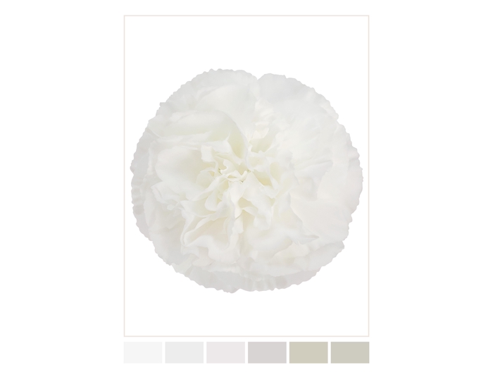 <h4>DI ST WHITE POLAR ROUTE</h4>