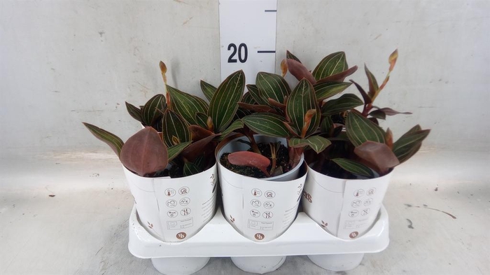 <h4>Ludisia discolor</h4>