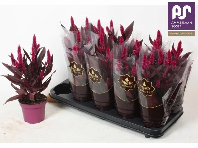 <h4>CEL MYSTIC SHADES</h4>