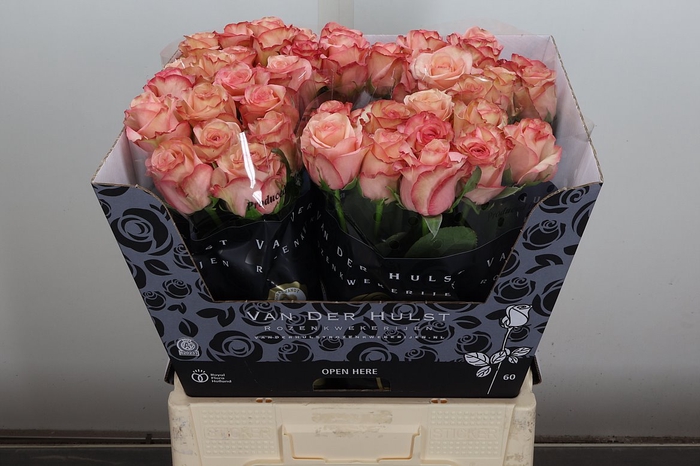 <h4>R Gr Aprikola</h4>