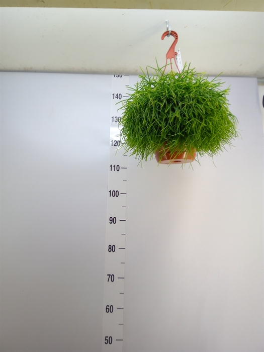 <h4>Rhipsalis baccifera 'Oasis'</h4>