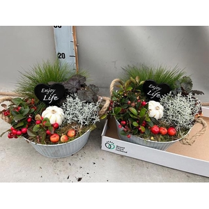 ARR TUINPLANTEN