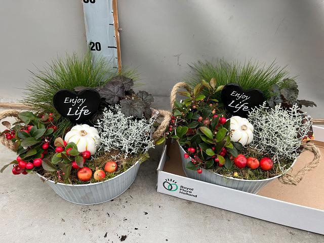 <h4>ARR TUINPLANTEN</h4>
